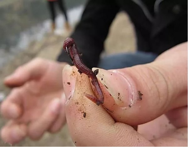 蚯蚓调浮漂正确方法