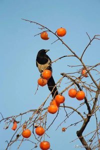 麻雀进屋是什么兆头 麻雀进屋意味着什么寓意好吗
