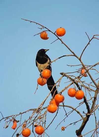 麻雀进屋是什么兆头