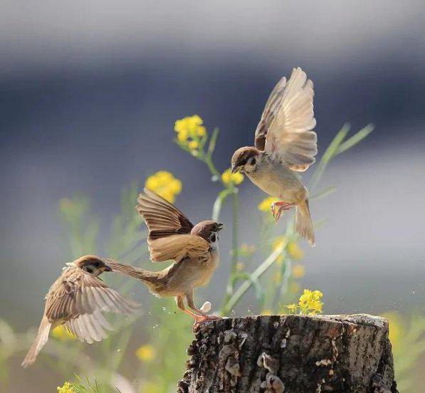 麻雀进屋是什么兆头
