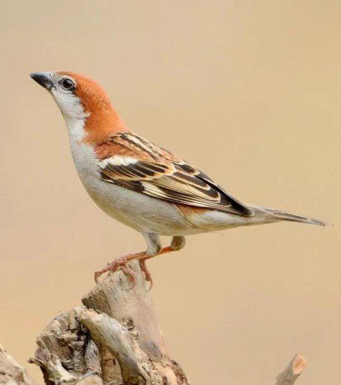 麻雀进屋是什么兆头