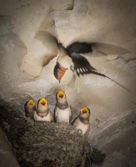 麻雀进屋是什么兆头