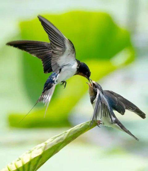 麻雀进屋是什么兆头