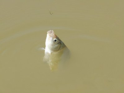 用什么打窝大鲫鱼最多 常见几种鲫鱼窝料配方介绍