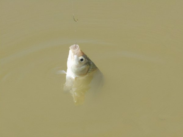 用什么打窝大鲫鱼最多