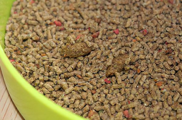 用什么打窝大鲫鱼最多