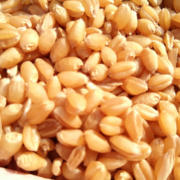 用什么打窝大鲫鱼最多