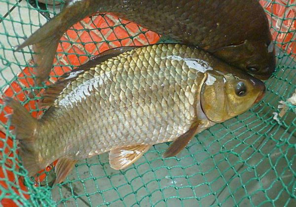 用什么打窝大鲫鱼最多