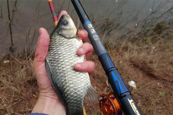 用什么打窝大鲫鱼最多