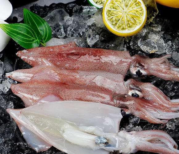 鱿鱼是鱼吗长什么样