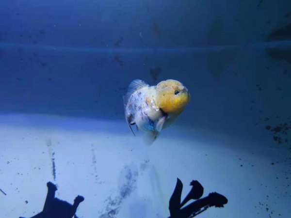 鱼缸水发白雾蒙蒙的