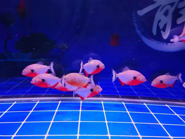 鱼缸水发白雾蒙蒙的