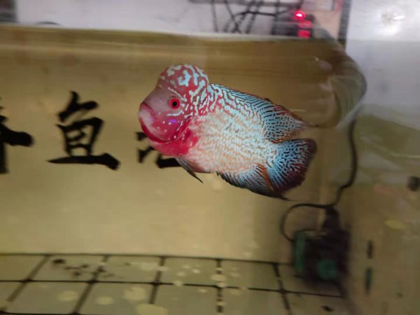 鱼缸水发白雾蒙蒙的