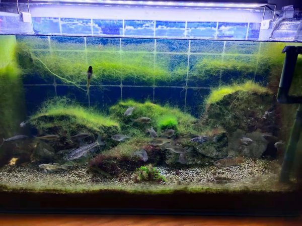 鱼缸水发白雾蒙蒙的