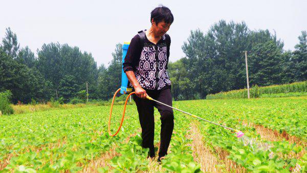 农作物杀虫剂哪个牌子效果好