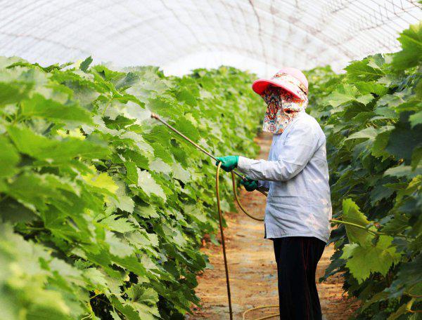 农作物杀虫剂哪个牌子效果好