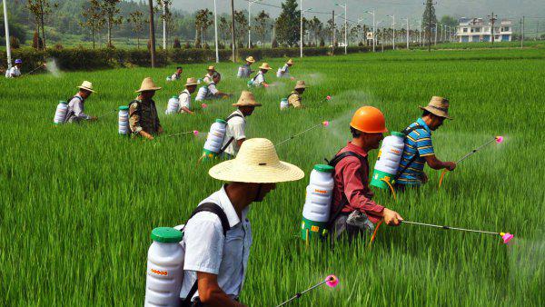 农作物杀虫剂哪个牌子效果好