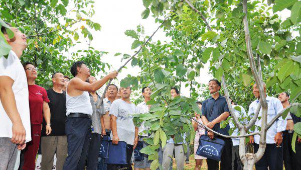 农作物杀虫剂哪个牌子效果好