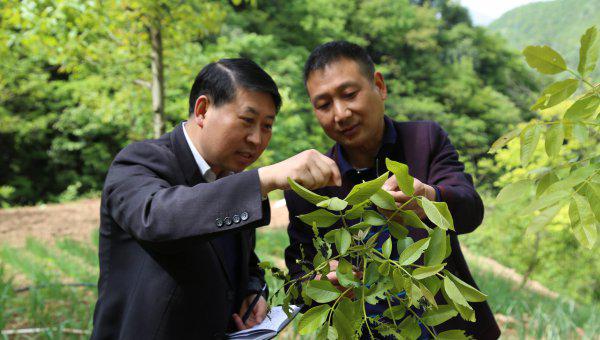 农作物杀虫剂哪个牌子效果好