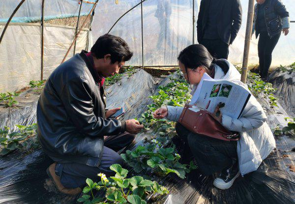 农作物杀虫剂哪个牌子效果好