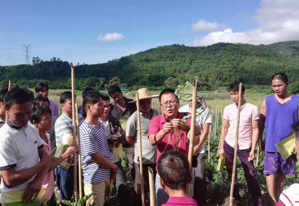 农作物杀虫剂哪个牌子效果好