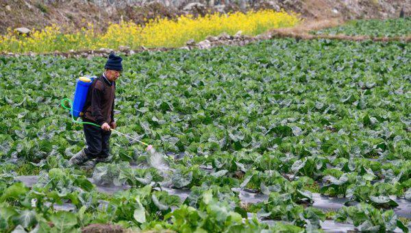 农作物杀虫剂哪个牌子效果好
