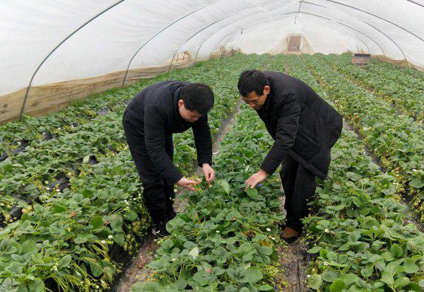 农作物杀虫剂哪个牌子效果好