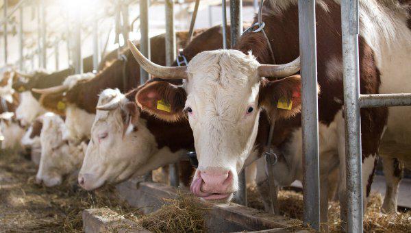 一头牛一天吃多少草料