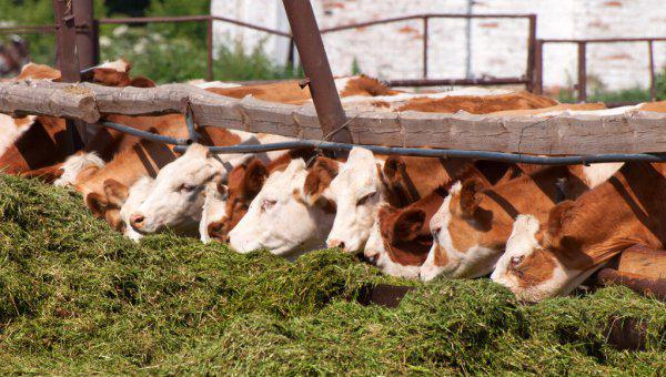 一头牛一天吃多少草料