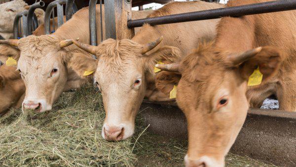 一头牛一天吃多少草料