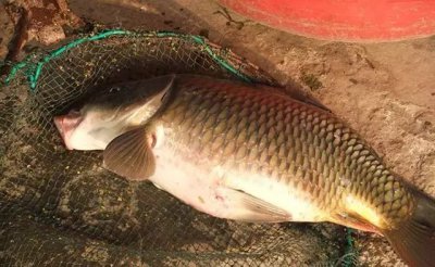 鲤鱼刺多吗 为什么常说鲤鱼部适合给小孩吃食用呢