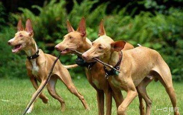 世界十大猎犬品种排名