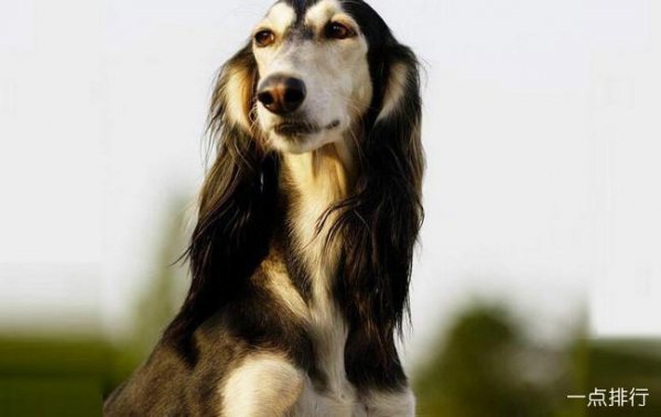 世界十大猎犬品种排名