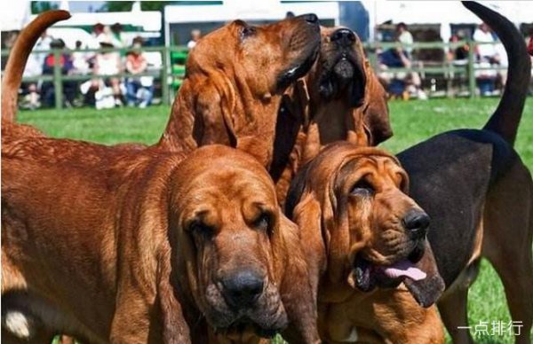 世界十大猎犬品种排名