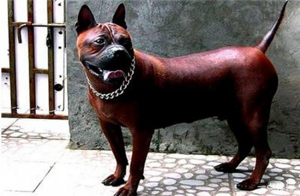 世界十大猎犬品种排名