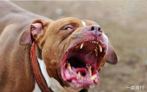 世界十大猎犬品种排名