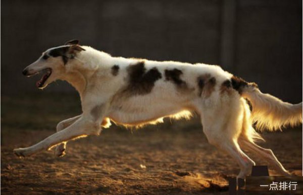 世界十大猎犬品种排名