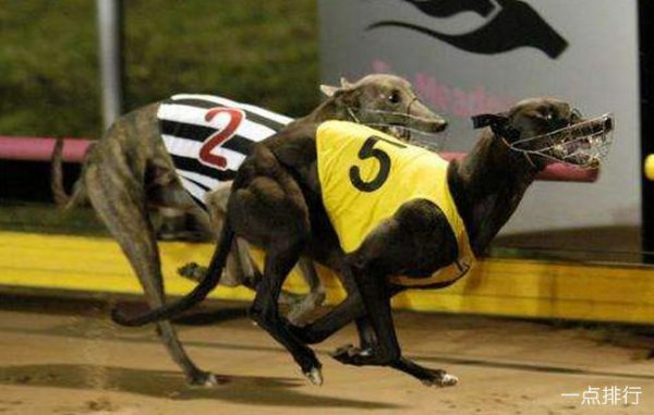 世界十大猎犬品种排名