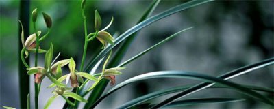 为什么家里千万不能养兰花 兰花适合在卧室里养吗