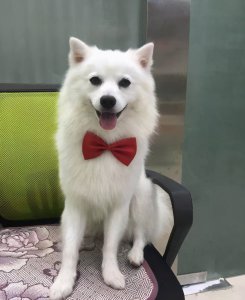 为什么养银狐犬的人都后悔了 为什么很少人养银狐犬