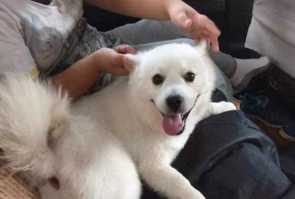 为什么养银狐犬的人都后悔了