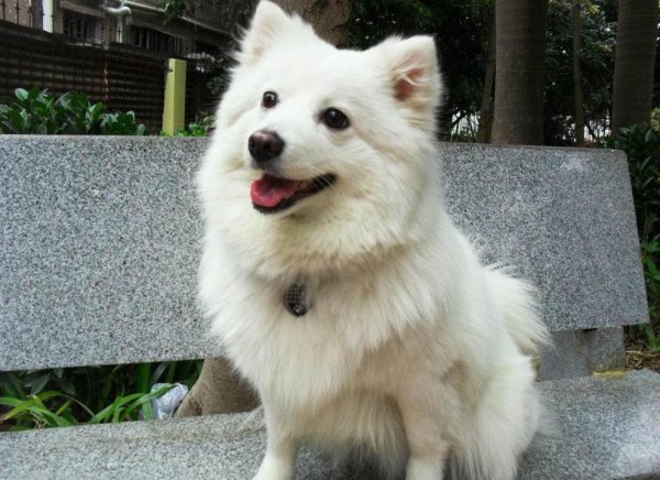 为什么养银狐犬的人都后悔了