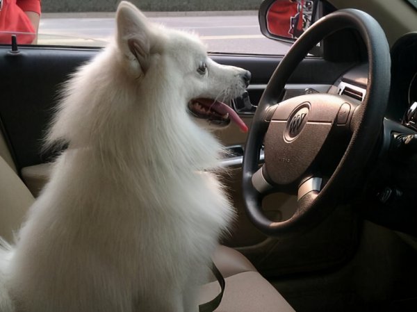 为什么养银狐犬的人都后悔了