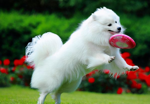 为什么养银狐犬的人都后悔了