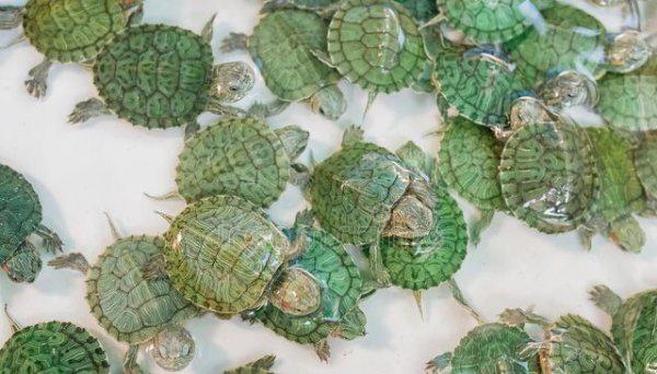 小乌龟怎么养活得久