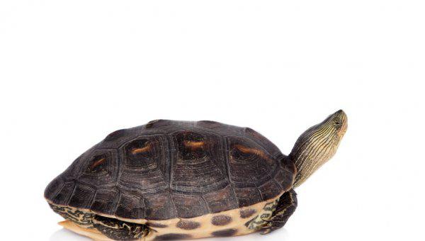 小乌龟怎么养活得久