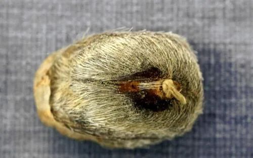 麝香是什么东西做的