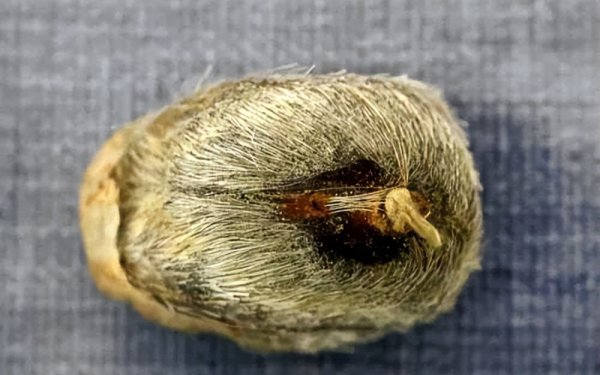 麝香是什么东西做的