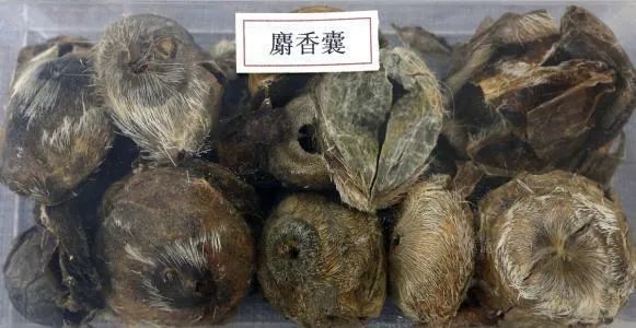 麝香是什么东西做的