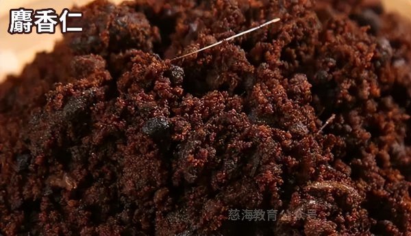 麝香是什么东西做的